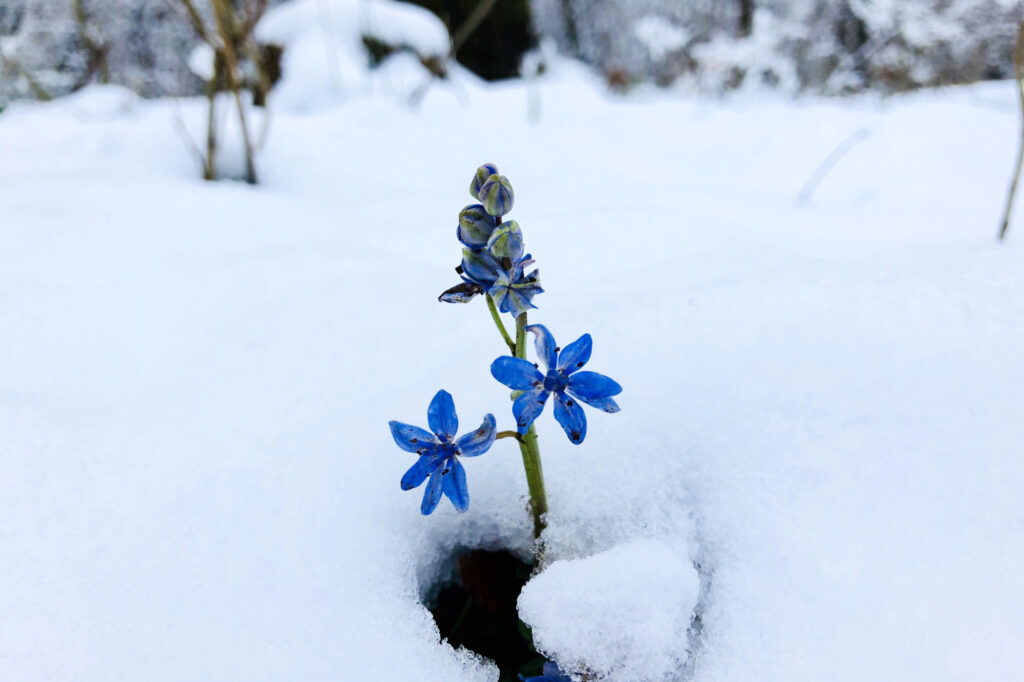 Mossbeard - Winter bloom - Flowers breaking through the icy snow and blooming in winter.