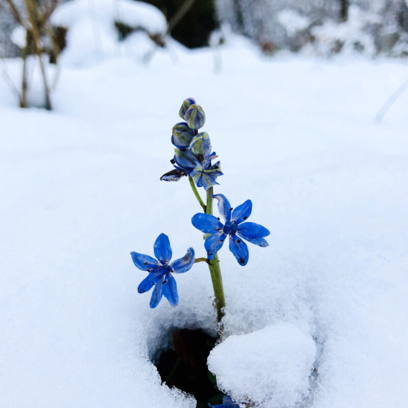 Mossbeard - Winter bloom - Flowers breaking through the icy snow and blooming in winter.