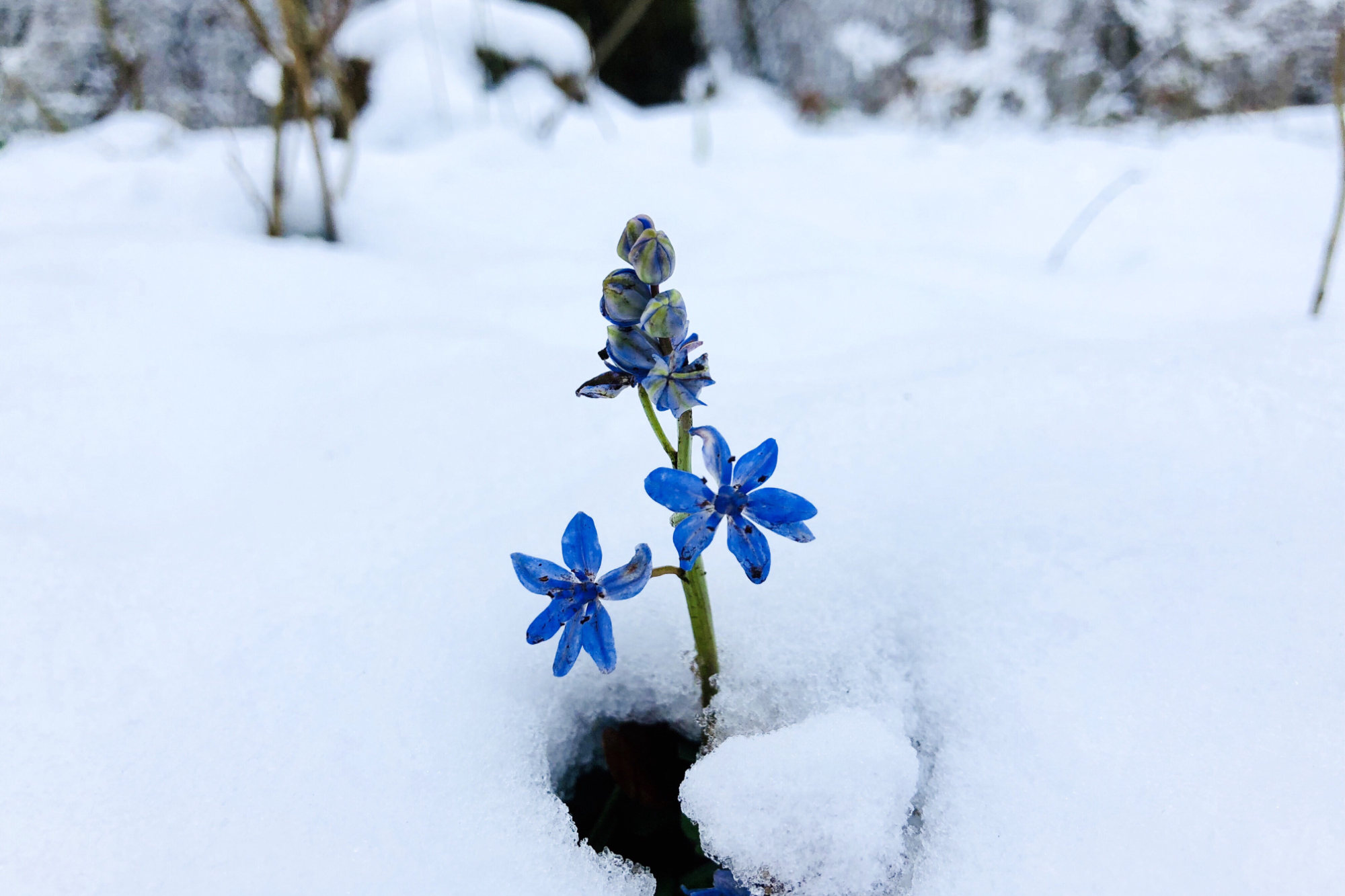Mossbeard - Winter bloom - Flowers breaking through the icy snow and blooming in winter.